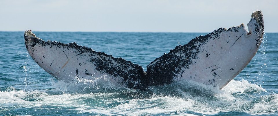 ballenas-james-montealegre-3